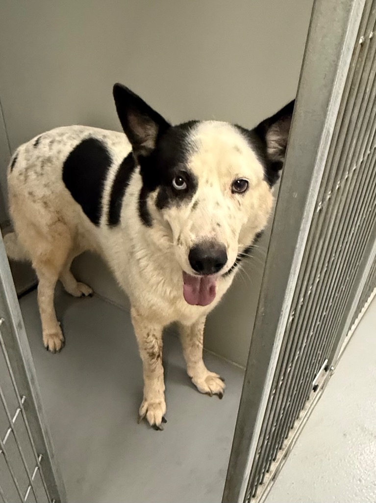 Shelter Stray Male Dog last seen Midwest City, 8485 E Reno Ave, Midwest City, OK 73110, USA