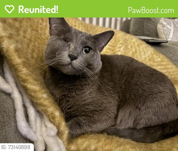 Reunited Female Cat last seen Near block of Kenlake Pl NE, Kenmore, WA 98028