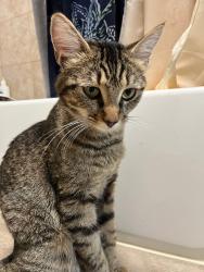 Found/Stray Female Cat last seen East side co-op, Minneapolis, MN 55418