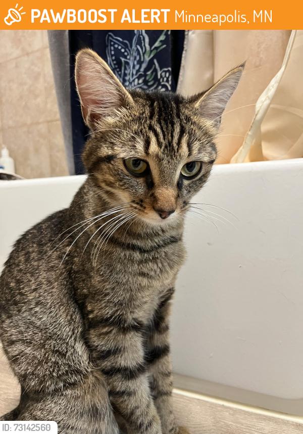 Found/Stray Female Cat last seen East side co-op, Minneapolis, MN 55418