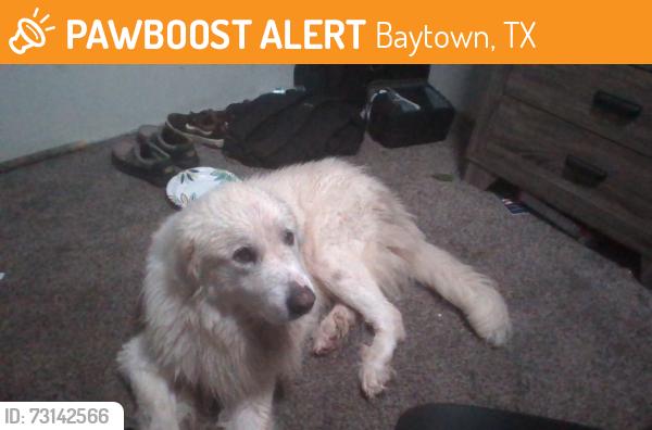 Found/Stray Male Dog last seen in my backyard, Baytown, TX 77520