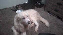 Found/Stray Male Dog last seen in my backyard, Baytown, TX 77520
