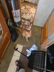 Reunited Female Cat last seen Cr2075, Blanchard, OK 73010