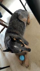 Reunited Male Dog last seen 26 mile road and v drive, Homer, MI 49245