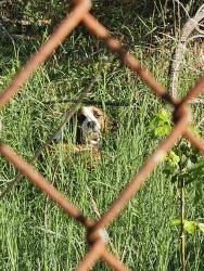 Found/Stray Female Dog last seen Beaver Creek, Bristol, TN 37620