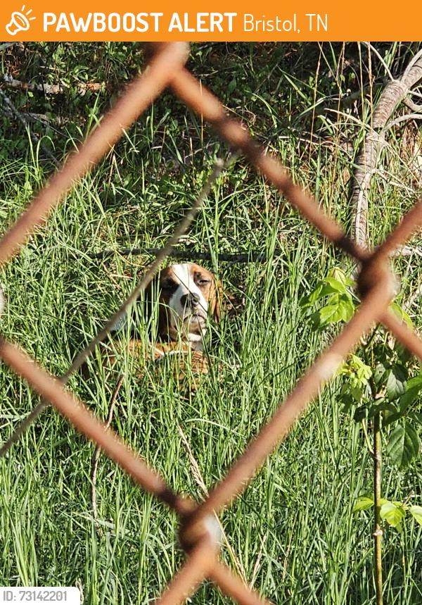 Found/Stray Female Dog last seen Beaver Creek, Bristol, TN 37620