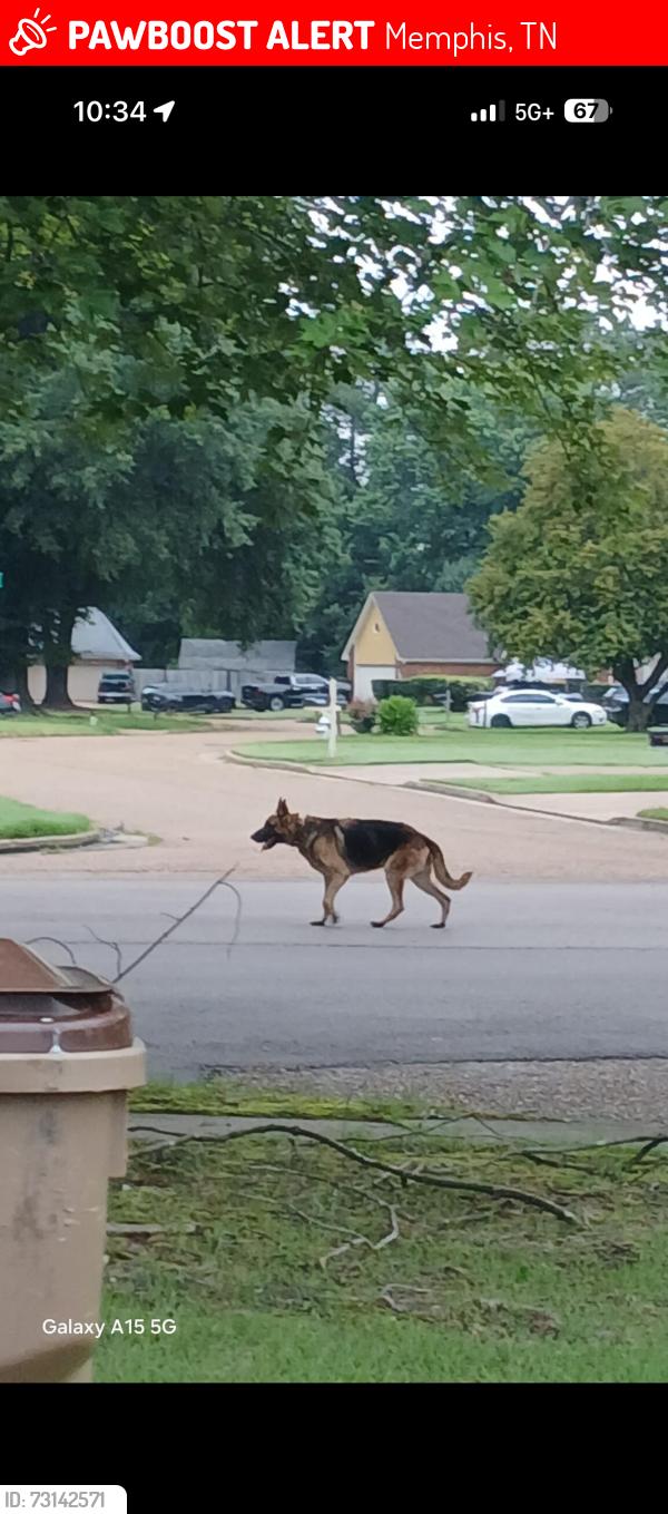Lost Male Dog last seen Germantown trails, Memphis, TN 38125