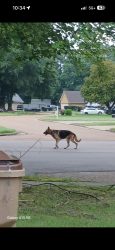 Lost Male Dog last seen Germantown trails, Memphis, TN 38125