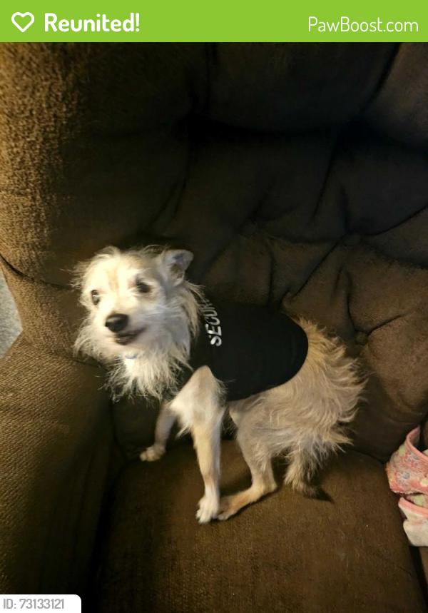 Reunited Male Dog last seen Herndon & Locan, Clovis, CA 93619