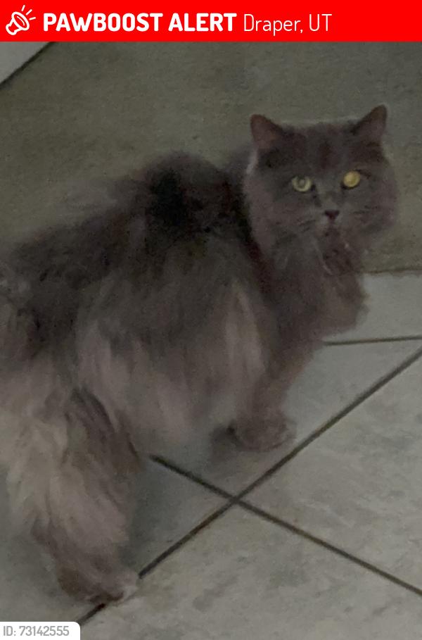 Lost Female Cat last seen LONE PEAK PKWY, 12950 SOUTH, REDBERRY RD, Draper, UT 84020