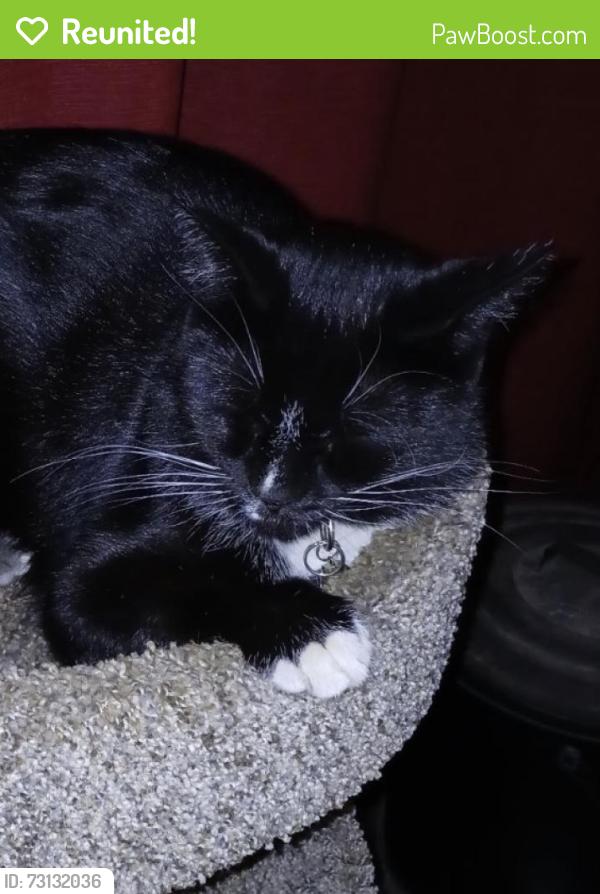 Reunited Male Cat last seen 152nd Ave, Vancouver, WA 98682