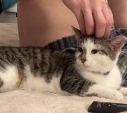 Reunited Female Cat last seen BP Wayland MI, Wayland, MI 49348