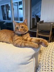 Reunited Male Cat last seen Near Stoneleigh Rd, Bloomfield Hills, MI 48302, USA, Bloomfield Hills, MI 48302