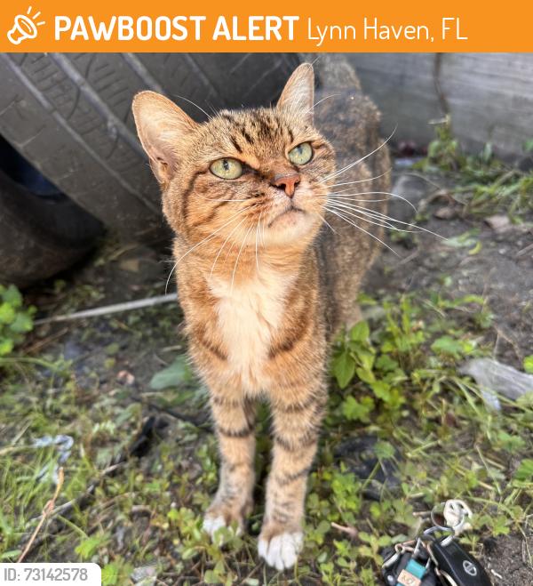 Found/Stray Unknown Cat last seen Tuffy Tire & Auto, Lynn Haven, FL 32444