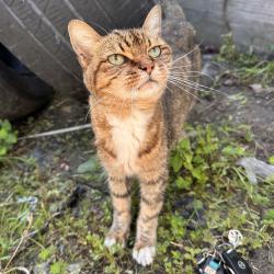 Found/Stray Unknown Cat last seen Tuffy Tire & Auto, Lynn Haven, FL 32444