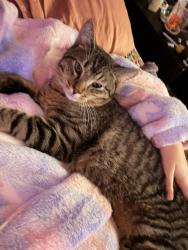 Lost Male Cat last seen Dabney Drive, San Diego, CA 92126