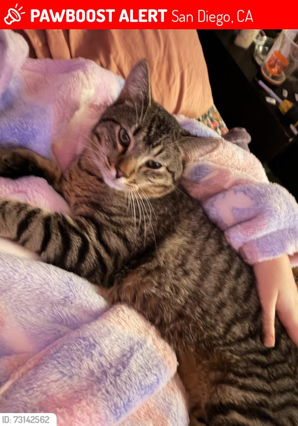 Lost Male Cat last seen Dabney Drive, San Diego, CA 92126
