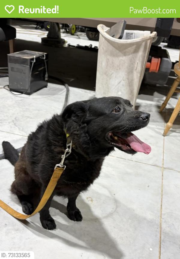 Reunited Female Dog last seen Hwy 89 and 87 Dollar General, Point Baker, FL 32570