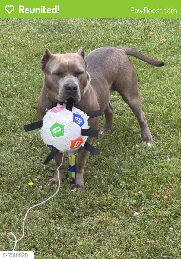 Reunited Female Dog last seen Battle hill drive, Bristol, VA 24202