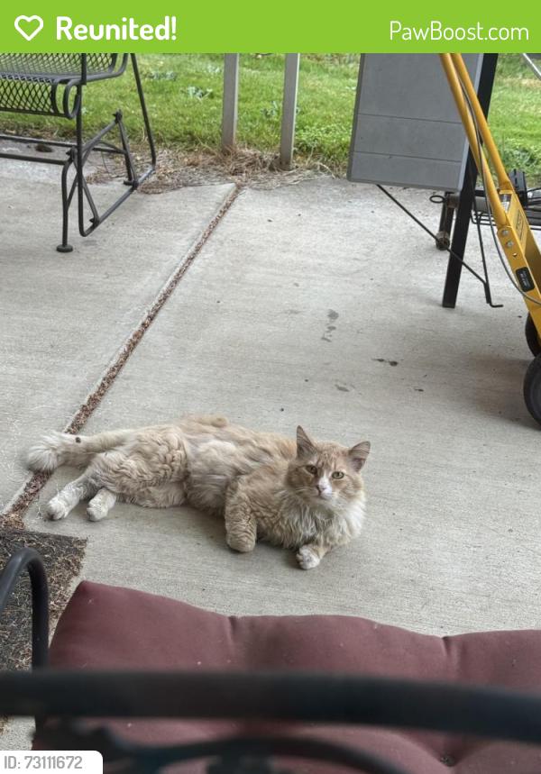 Reunited Unknown Cat last seen 6th st & 156th ave, Vancouver, WA 98684