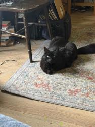 Lost Male Cat last seen Duke st, Leith, Scotland EH6 8HQ