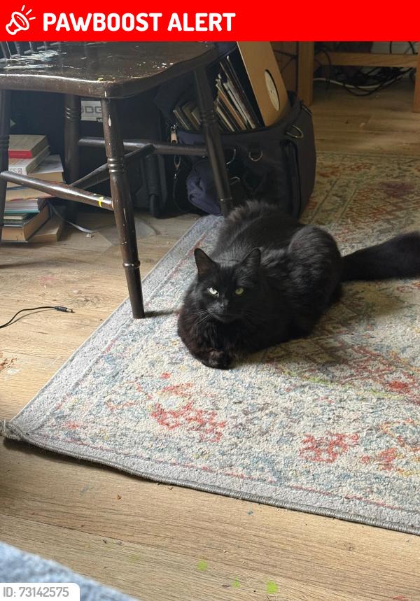 Lost Male Cat last seen Duke st, Leith, Scotland EH6 8HQ