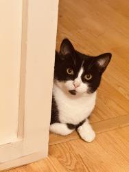 Lost Male Cat last seen Westbourne Park, Greater London, England 