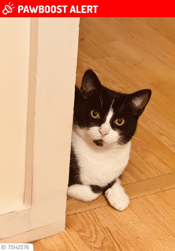 Lost Male Cat last seen Westbourne Park, Greater London, England 