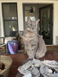 Lost Female Cat last seen Garland/ brower st, Decatur, GA 30030