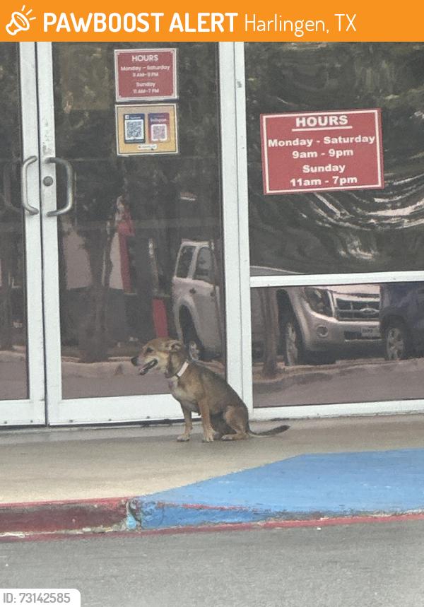 Found/Stray Female Dog last seen Texas Thrift, Harlingen, TX 78550