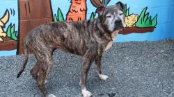 Shelter Stray Female Dog last seen CHARLOTTE, 8315 Byrum Dr, Charlotte, NC 28217, USA