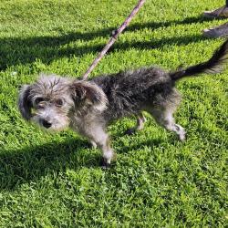 Shelter Stray Female Dog last seen , 600 Aviation Dr, Camarillo, CA 93010, USA