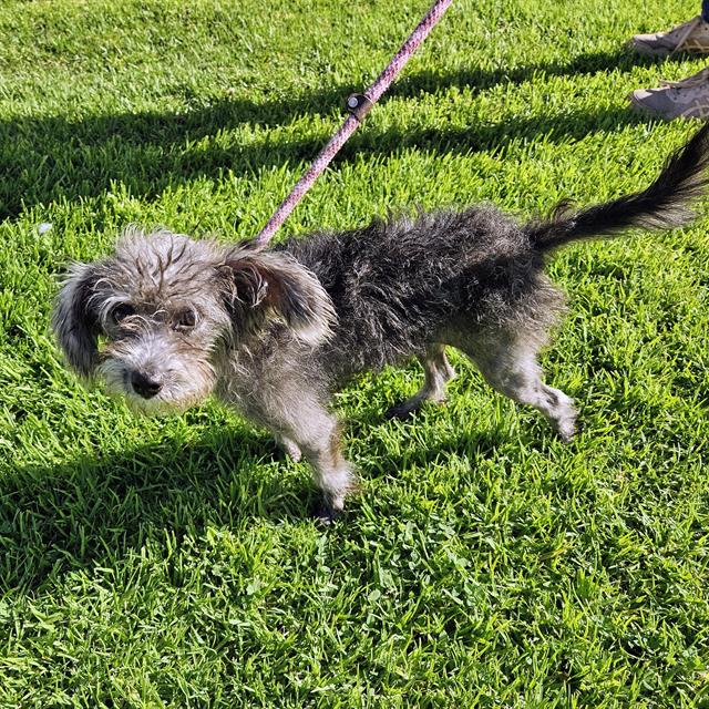 Shelter Stray Female Dog last seen , 600 Aviation Dr, Camarillo, CA 93010, USA