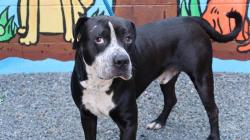 Shelter Stray Male Dog last seen CHARLOTTE, 8315 Byrum Dr, Charlotte, NC 28217, USA