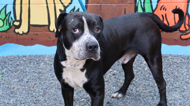 Shelter Stray Male Dog last seen CHARLOTTE, 8315 Byrum Dr, Charlotte, NC 28217, USA