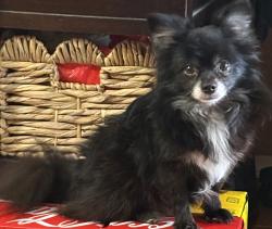 Lost Male Dog last seen Grape St & Imperial Hwy, Los Angeles, CA 90059