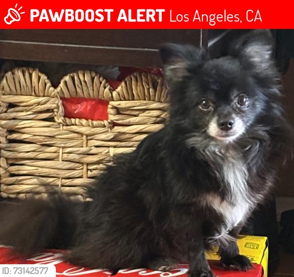Lost Male Dog last seen Grape St & Imperial Hwy, Los Angeles, CA 90059