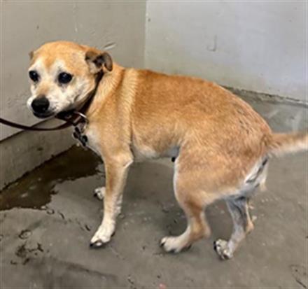 Shelter Stray Male Dog last seen , 600 Aviation Dr, Camarillo, CA 93010, USA