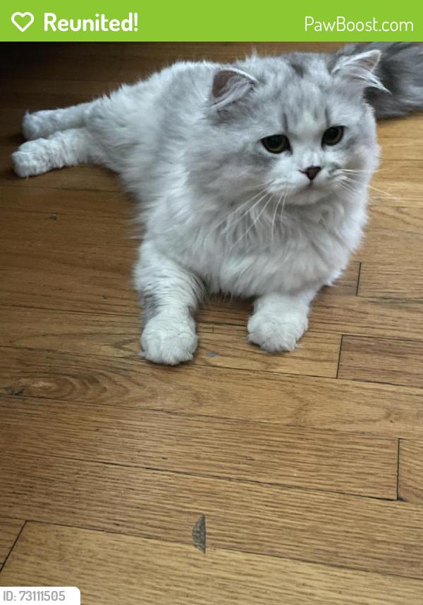 Reunited Male Cat last seen Milwaukee and Ebinger, Niles, IL 60714