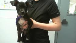 Shelter Stray Male Dog last seen CHARLOTTE, 8315 Byrum Dr, Charlotte, NC 28217, USA