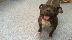 Shelter Stray Female Dog last seen CHARLOTTE, 8315 Byrum Dr, Charlotte, NC 28217, USA
