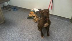 Shelter Stray Female Dog last seen CHARLOTTE, 8315 Byrum Dr, Charlotte, NC 28217, USA