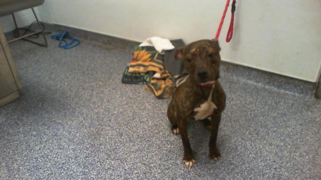 Shelter Stray Female Dog last seen CHARLOTTE, 8315 Byrum Dr, Charlotte, NC 28217, USA