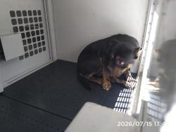 Shelter Stray Female Dog last seen CHARLOTTE, 8315 Byrum Dr, Charlotte, NC 28217, USA