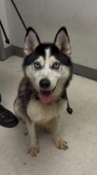Shelter Stray Female Dog last seen , 11361 W Pico Blvd, Los Angeles, CA 90064, USA