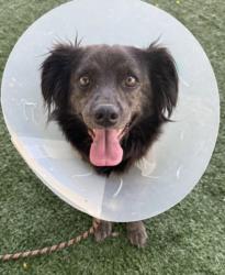 Shelter Stray Female Dog last seen , West Valley Animal Shelter, 20655 Plummer St, Chatsworth, CA 91311, USA