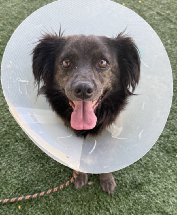 Shelter Stray Female Dog last seen , West Valley Animal Shelter, 20655 Plummer St, Chatsworth, CA 91311, USA