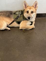 Shelter Stray Female Dog last seen , West Valley Animal Shelter, 20655 Plummer St, Chatsworth, CA 91311, USA