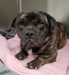 Shelter Stray Male Dog last seen , 1850 W 60th St, Los Angeles, CA 90047, USA