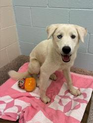 Shelter Stray Male Dog last seen E 29TH PL AND OXLEY ST, 12155 Park Blvd, Brighton, CO 80601, USA